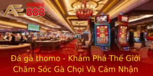 A Ga Thomo Kham Pha The Gioi Cham Soc Ga Choi Va Cam Nhan Tu Ae888