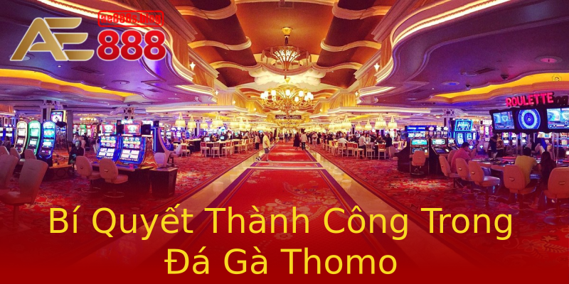 Bí Quyết Thành Công Trong Đá Gà Thomo Bí Quyết Thành Công Trong Đá Gà Thomo