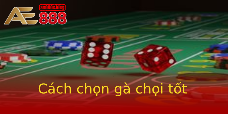 Cách chọn gà chọi tốt Cách chọn gà chọi tốt