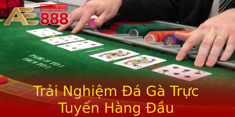 Trải Nghiệm Đá Gà Trực Tuyến Hàng Đầu Trải Nghiệm Đá Gà Trực Tuyến Hàng Đầu